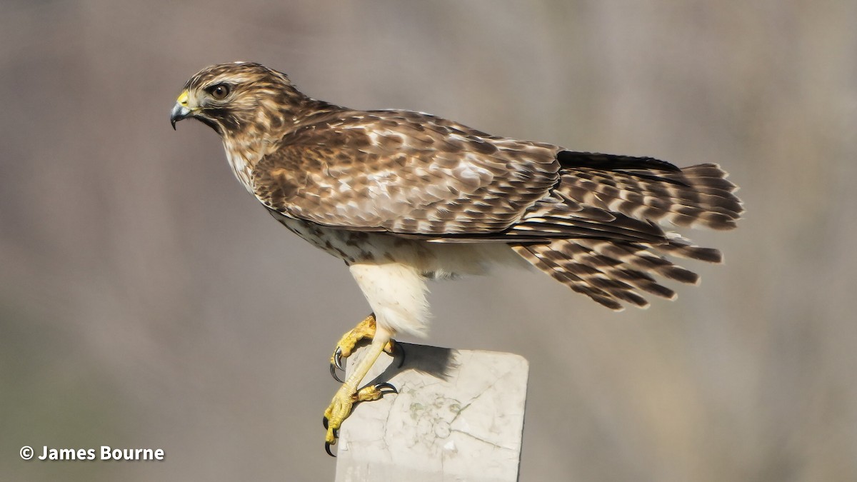 Red-shouldered Hawk - ML646757484
