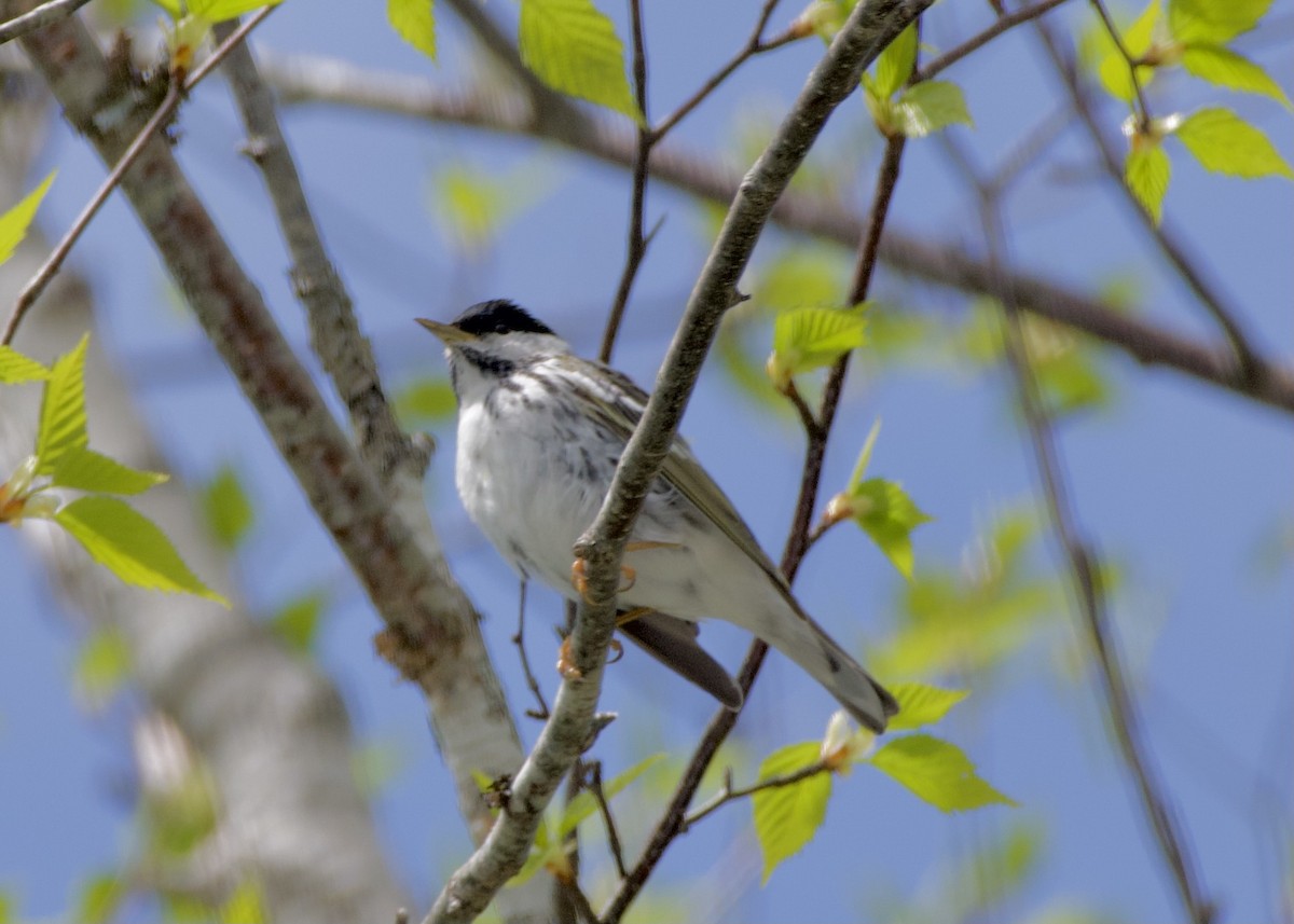 Blackpoll Warbler - ML646757486