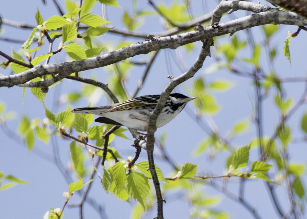 Blackpoll Warbler - ML646757487