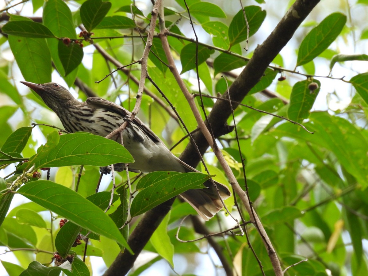 Olive-backed Oriole - ML646757488