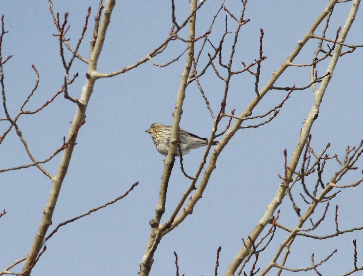 Cassin's Finch - ML646757489