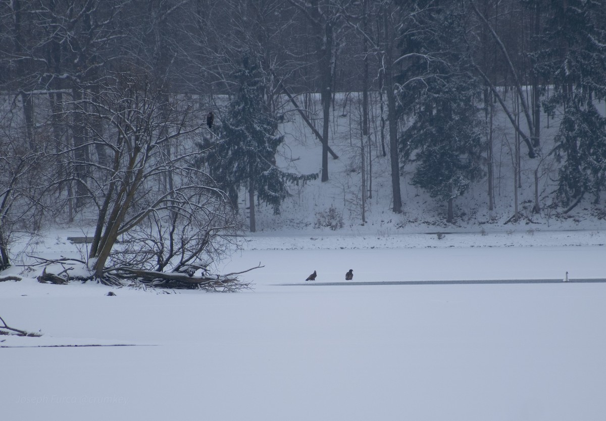 Bald Eagle - ML646757492