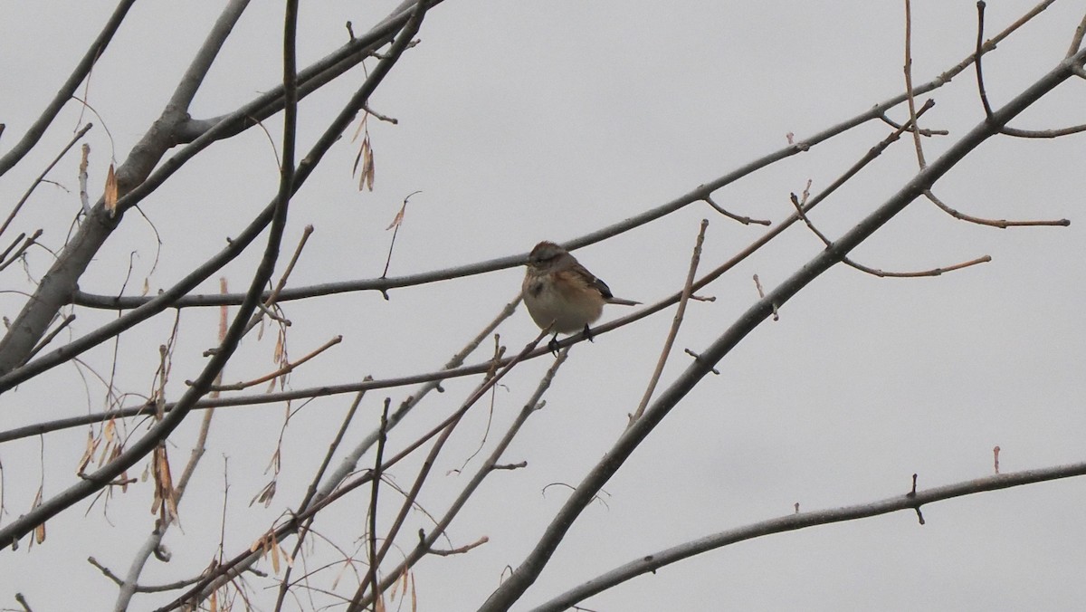 Hudson Körfezi Serçesi - ML646757496