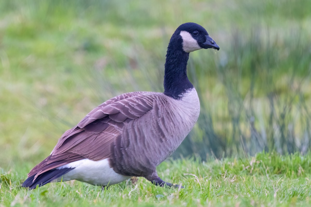 Canada Goose - ML646757499