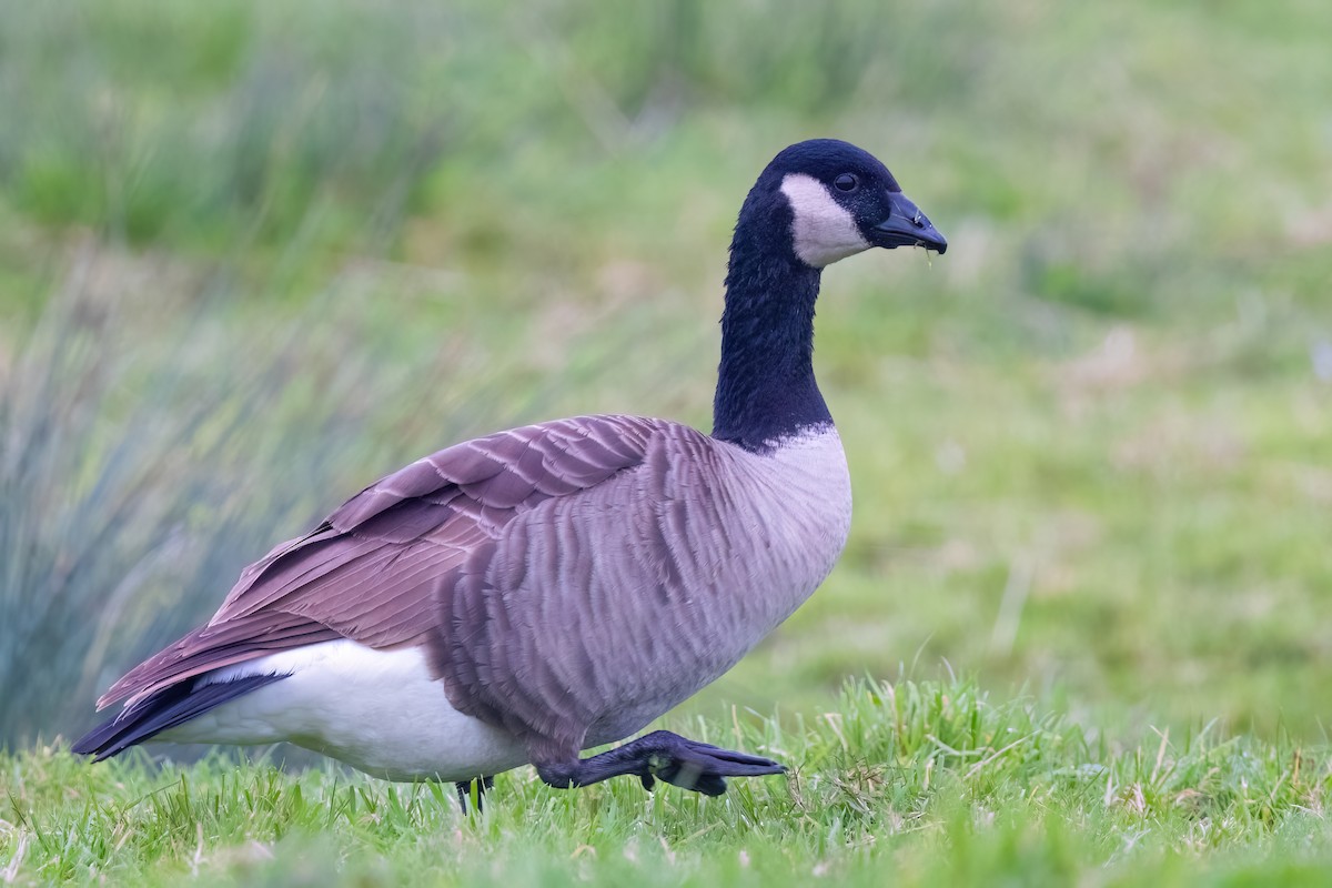 Canada Goose - ML646757500