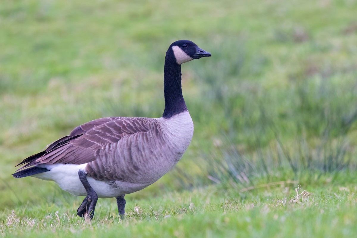 Canada Goose - ML646757501