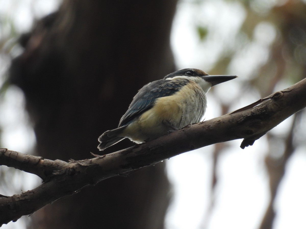 Sacred Kingfisher - ML646757502