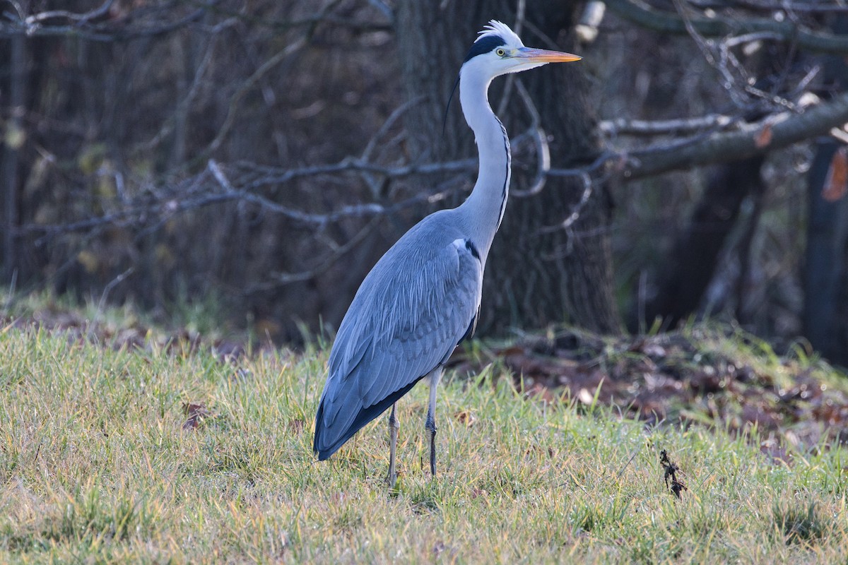 Gri Balıkçıl - ML646757505