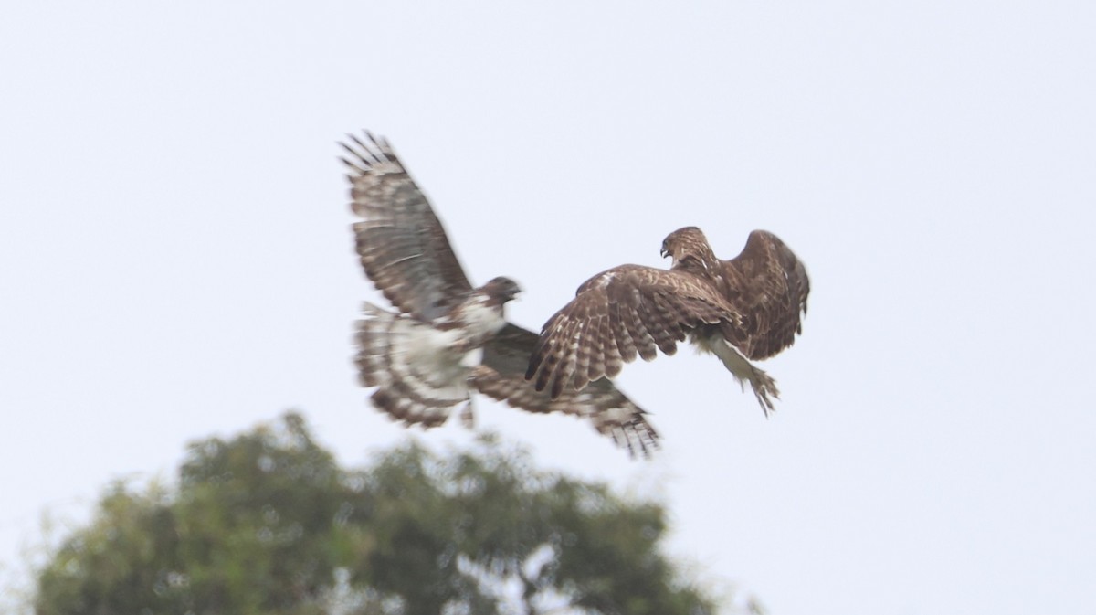 マダガスカルノスリ - ML646757506