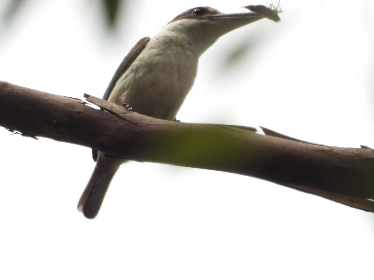 Sacred Kingfisher - ML646757507