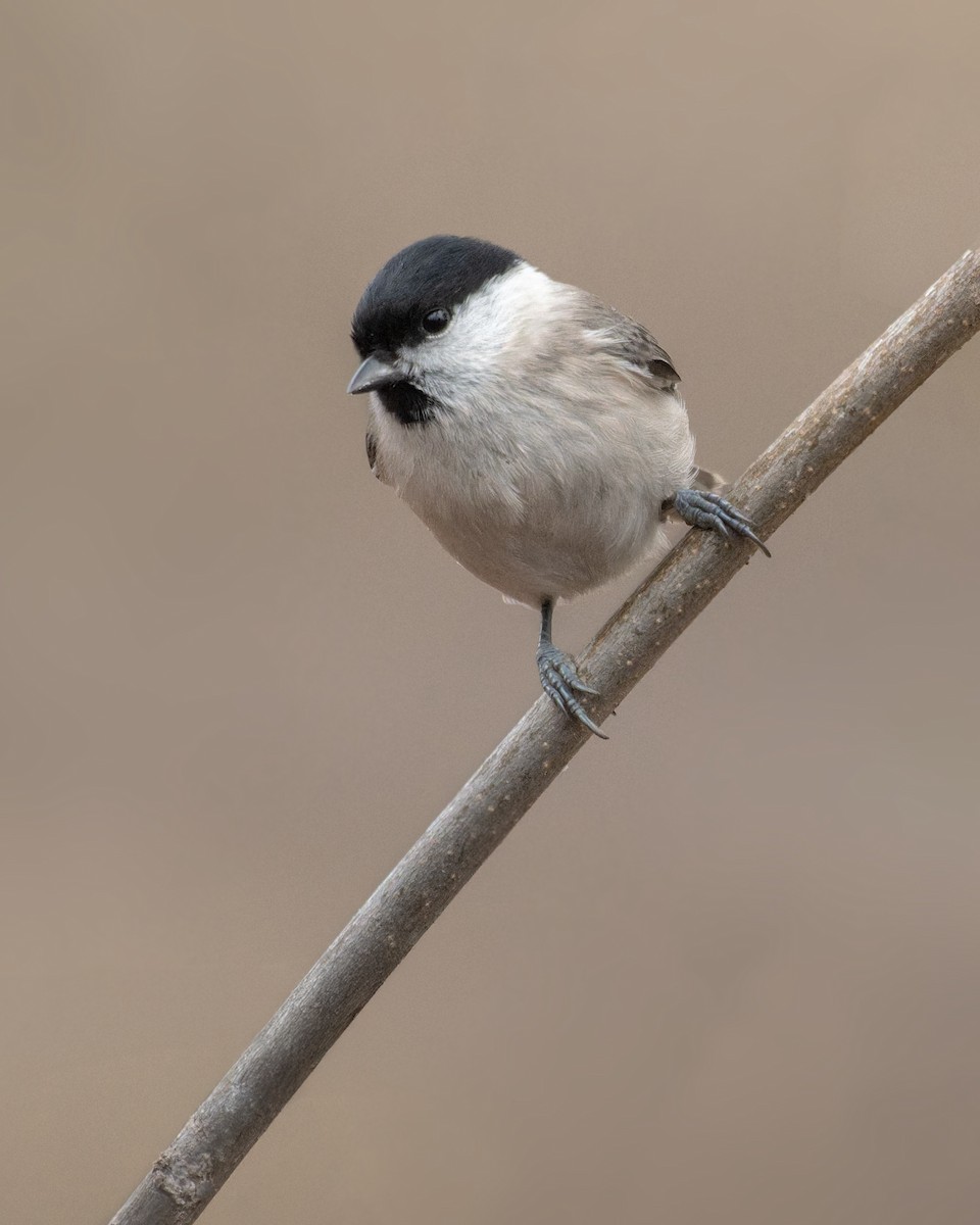 Гаїчка болотяна - ML646757510