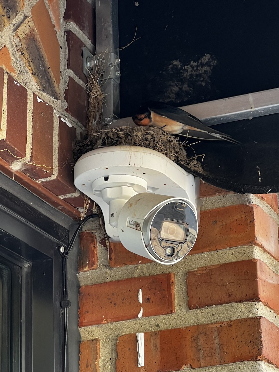 Ластівка сільська - ML646757512