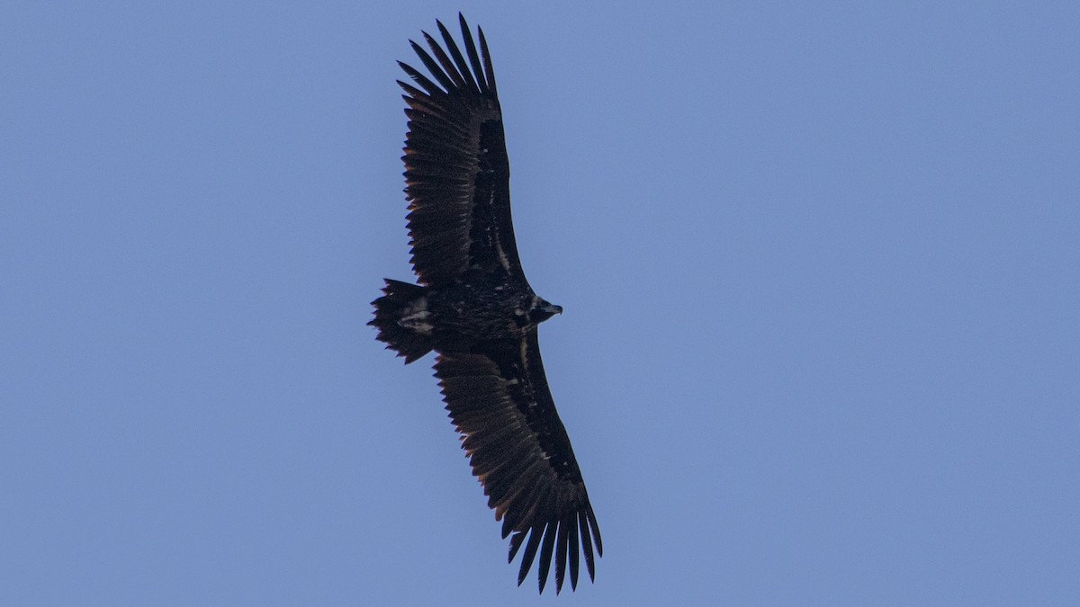 Cinereous Vulture - ML646757513