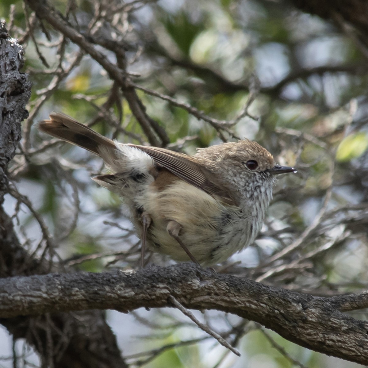 Acantiza Parda - ML646757514