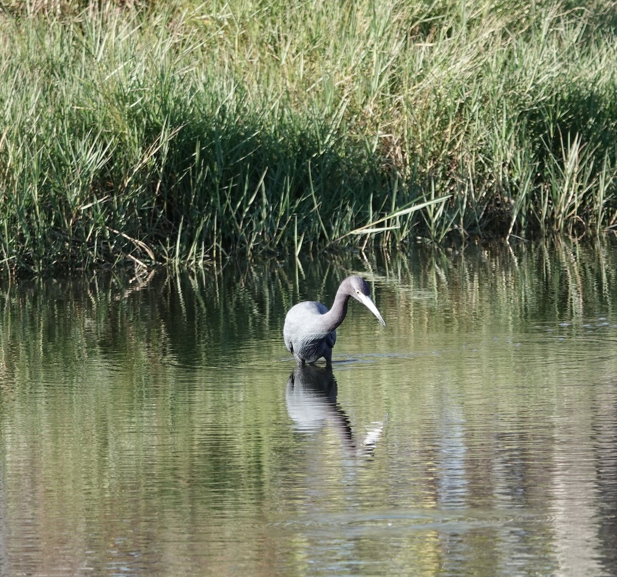 לבנית כחולה קטנה - ML646757515