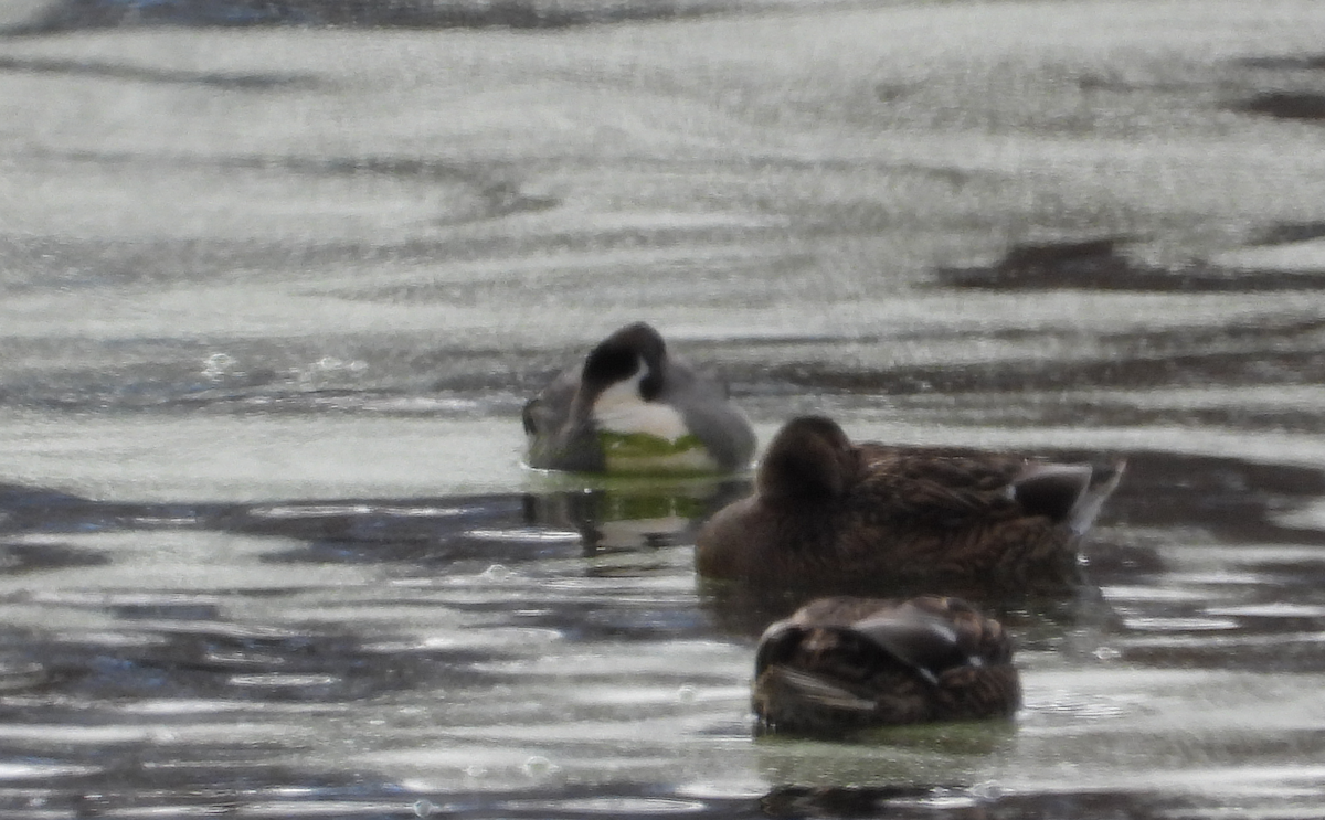 Northern Pintail - ML646757518