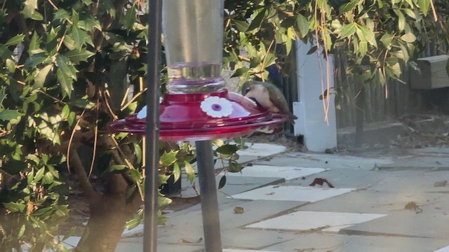 Ruby-throated Hummingbird - ML646757519