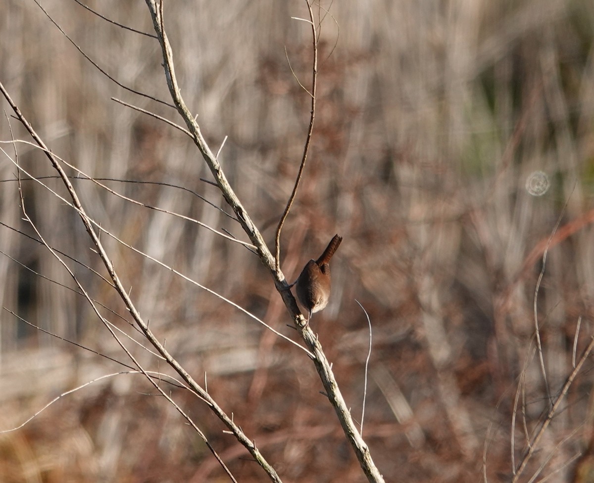 Northern House Wren - ML646757521