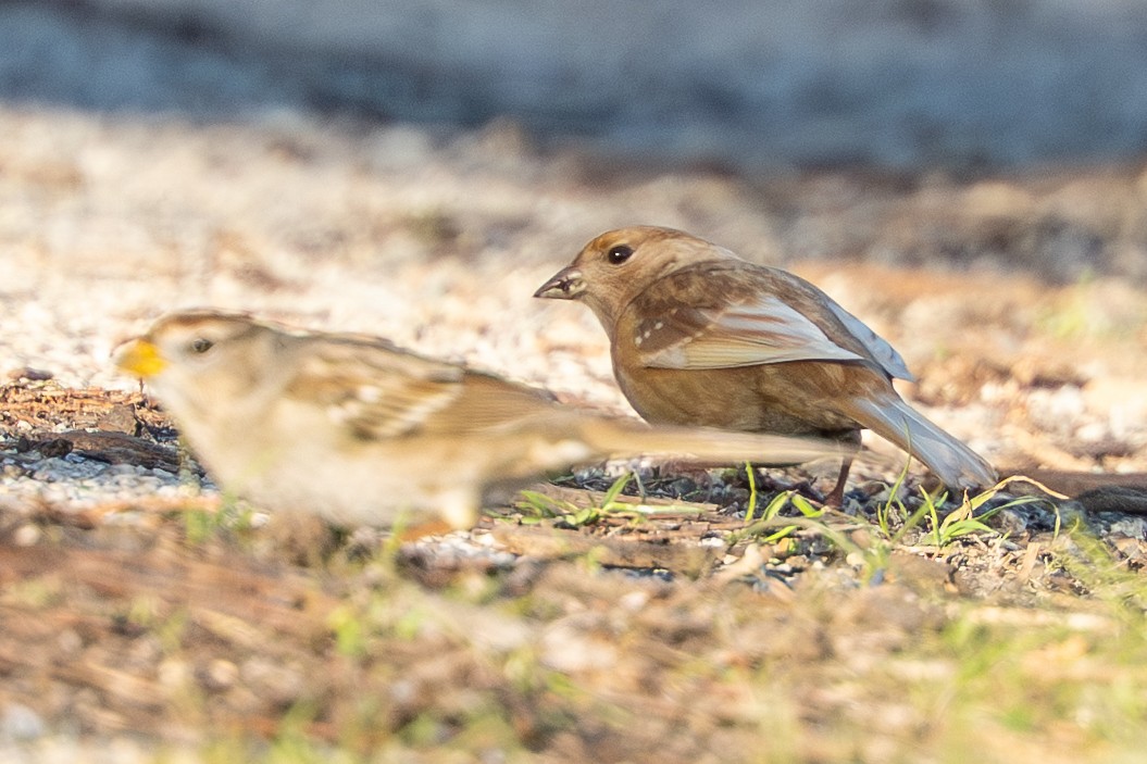 Golden-crowned Sparrow - ML646757522