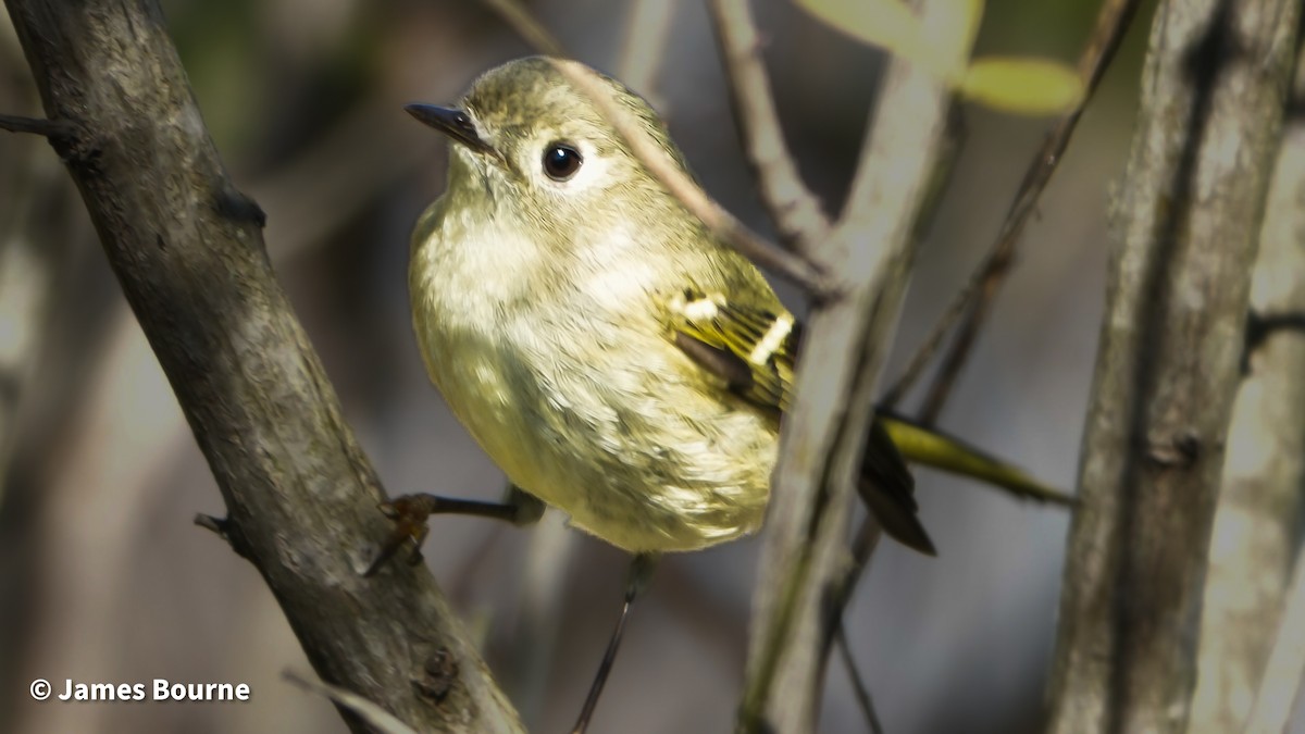 Erregetxo mottogorria - ML646757523