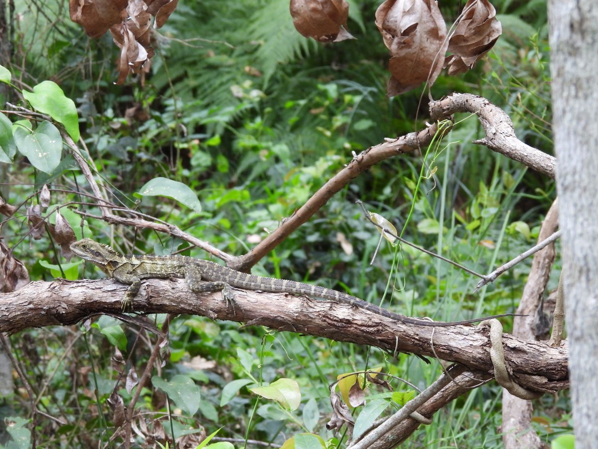 Eastern Water Dragon - ML646757529