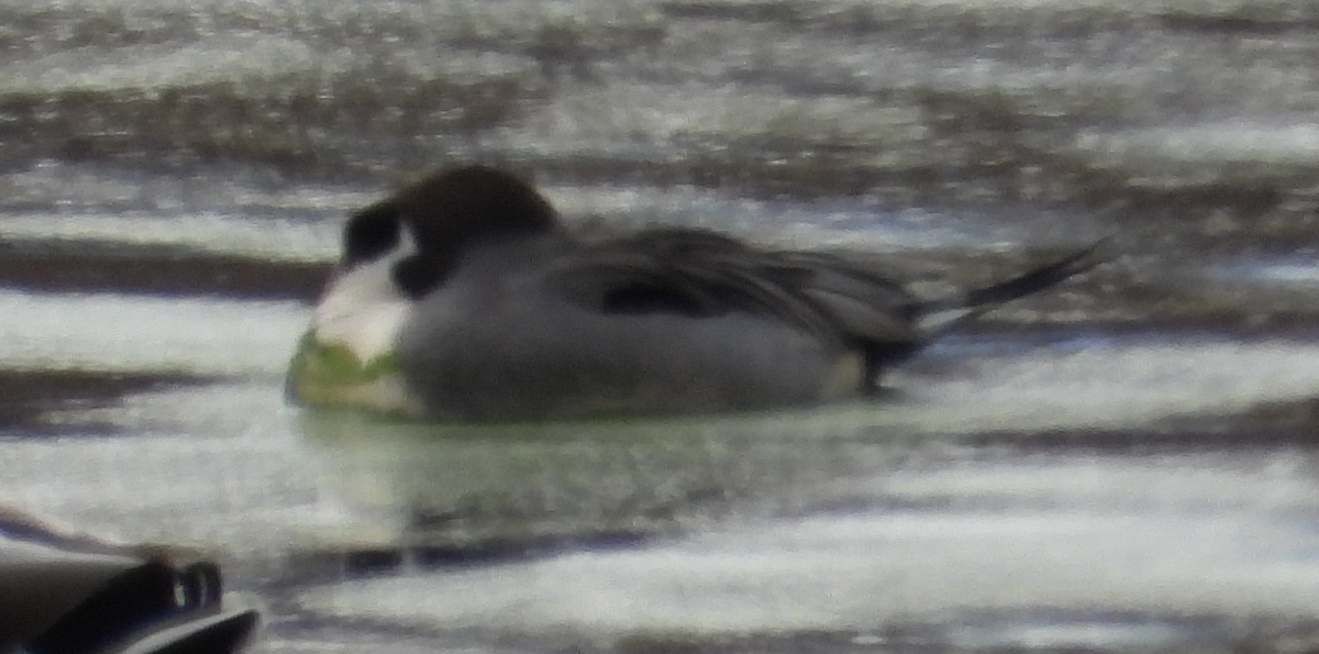 Northern Pintail - ML646757530