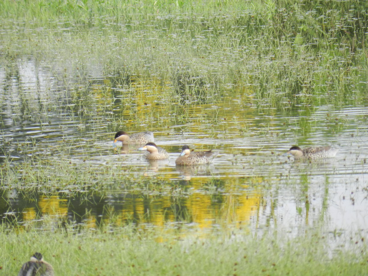 Silver Teal - ML646757532