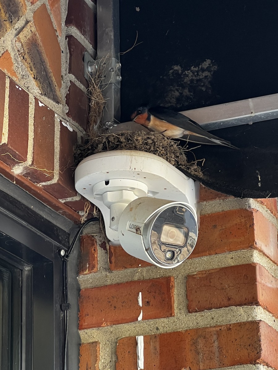 Ластівка сільська - ML646757533