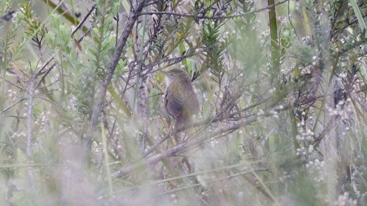 ハイイロエミューセッカ - ML646757537