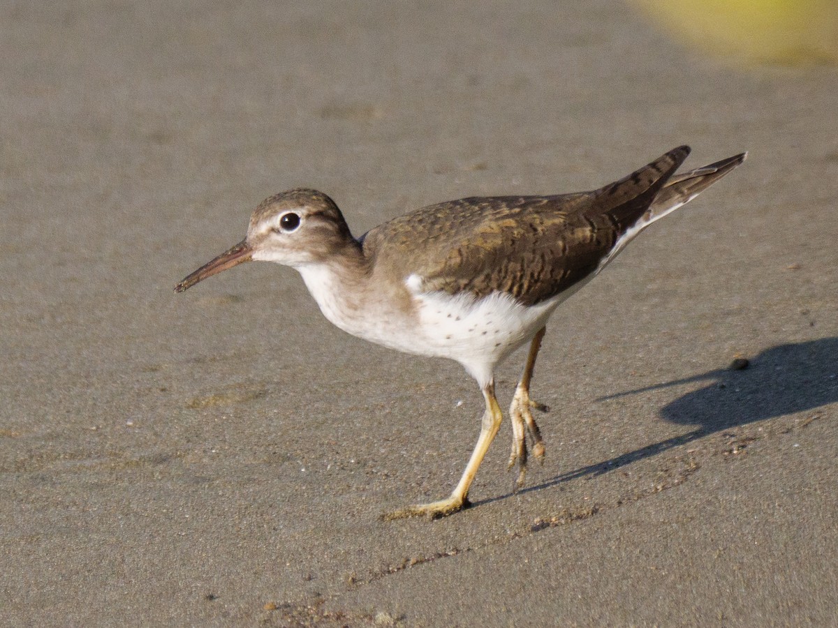 アメリカイソシギ - ML646757539