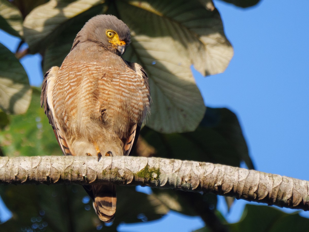 オオハシノスリ - ML646757540