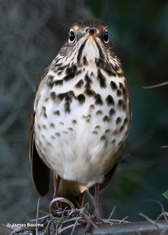 Hermit Thrush - ML646757541