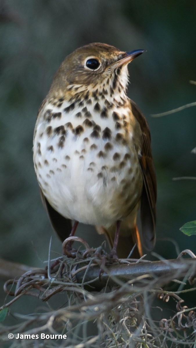 Hermit Thrush - ML646757542