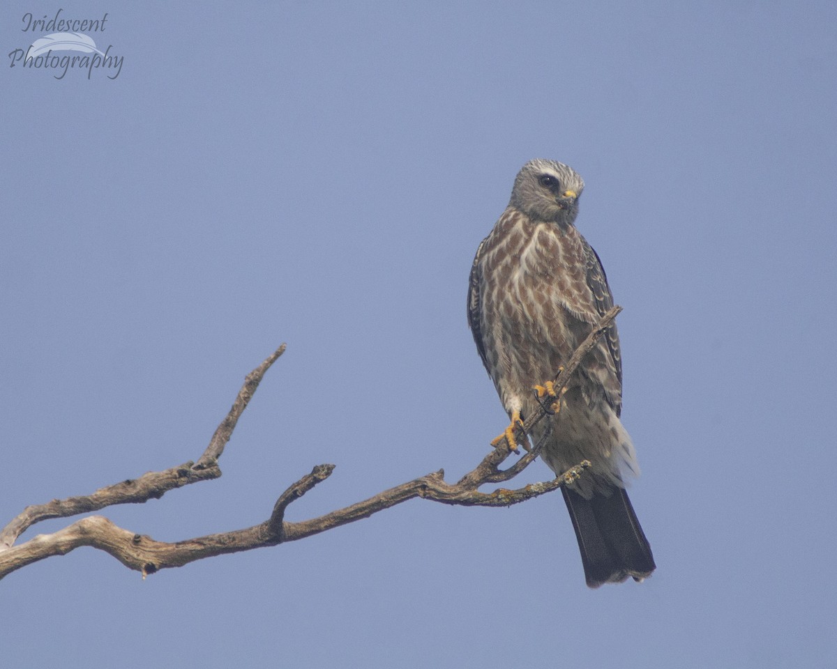 Mississippi Kite - ML646757557