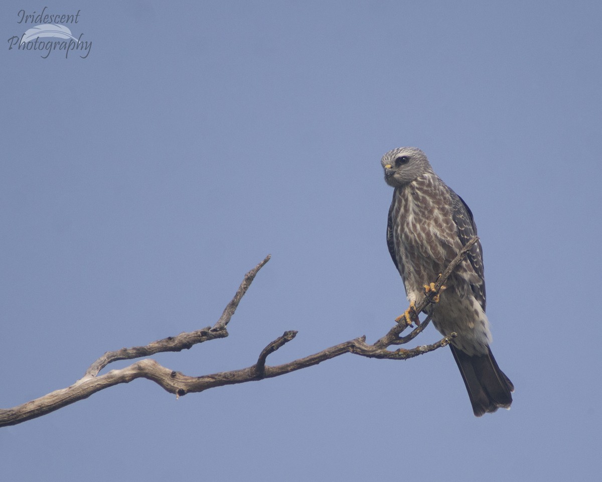 Mississippi Kite - ML646757558