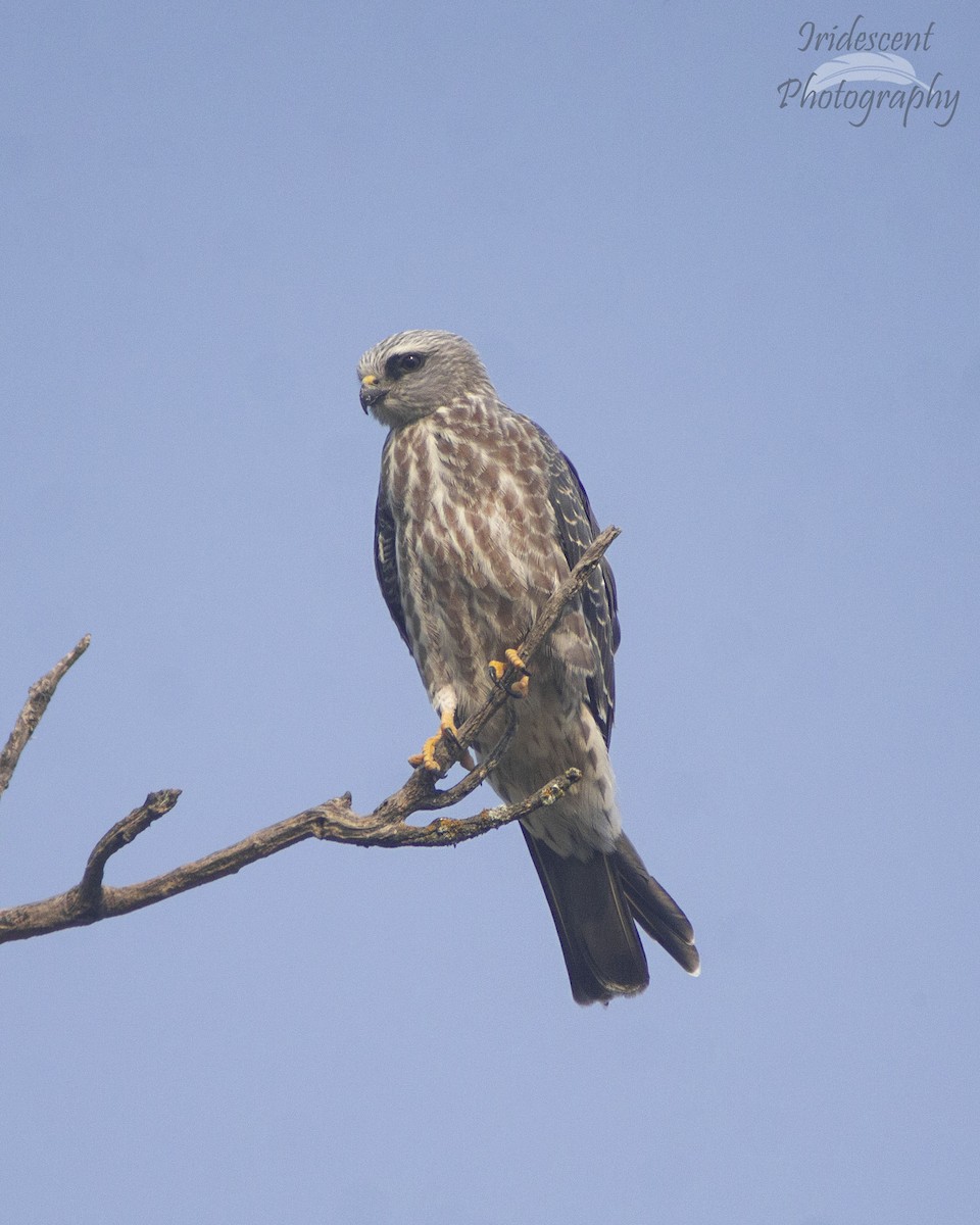 Mississippi Kite - ML646757559
