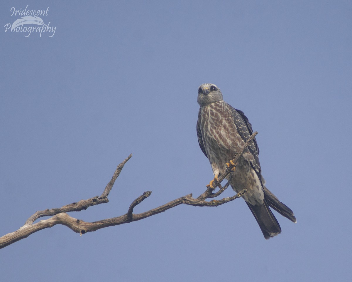 Mississippi Kite - ML646757560