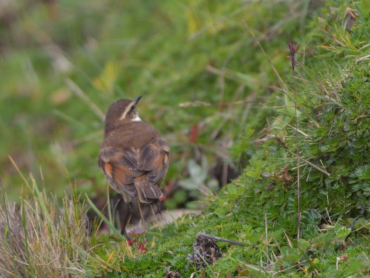 Chestnut-winged Cinclodes - ML646757562
