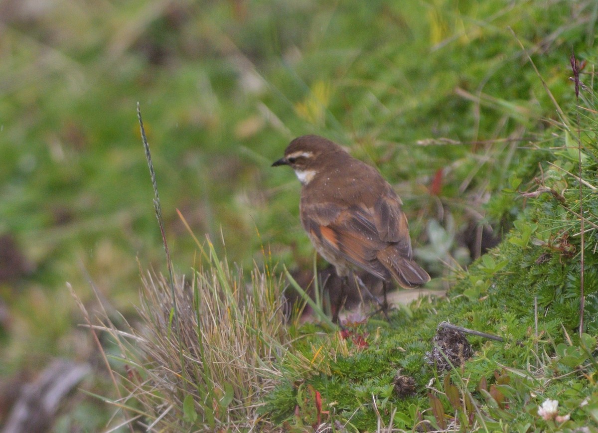 Chestnut-winged Cinclodes - ML646757563