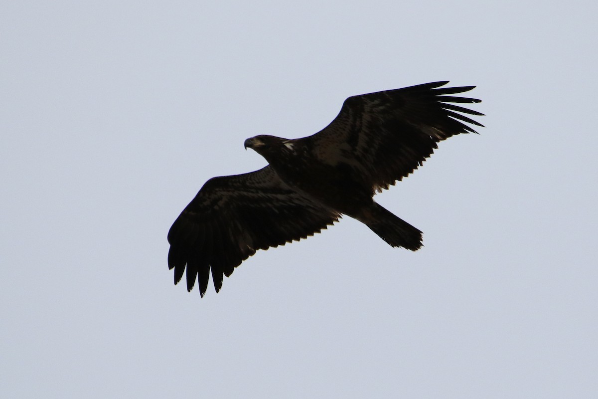 Белоголовый орлан - ML646757564