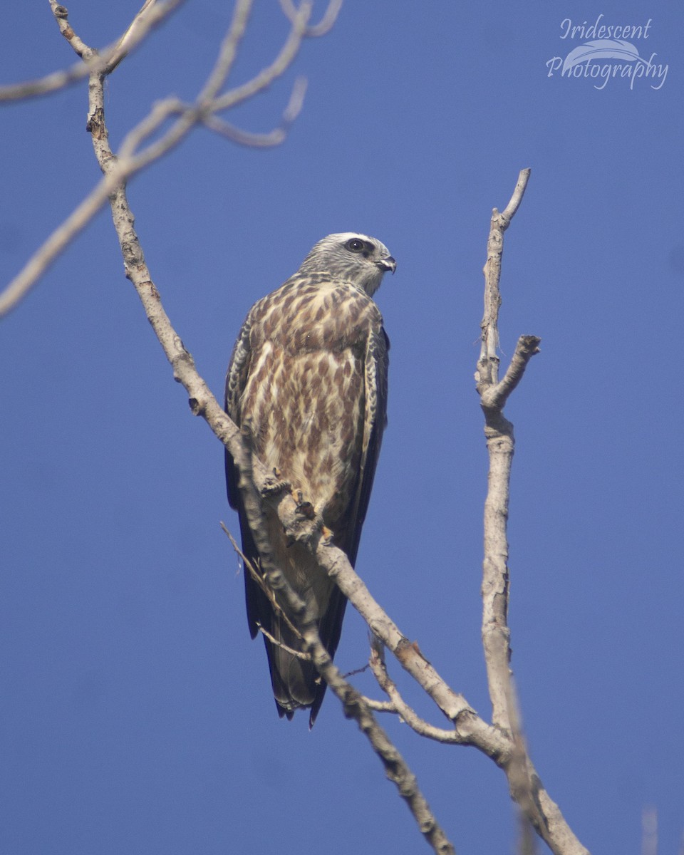 Mississippi Kite - ML646757565