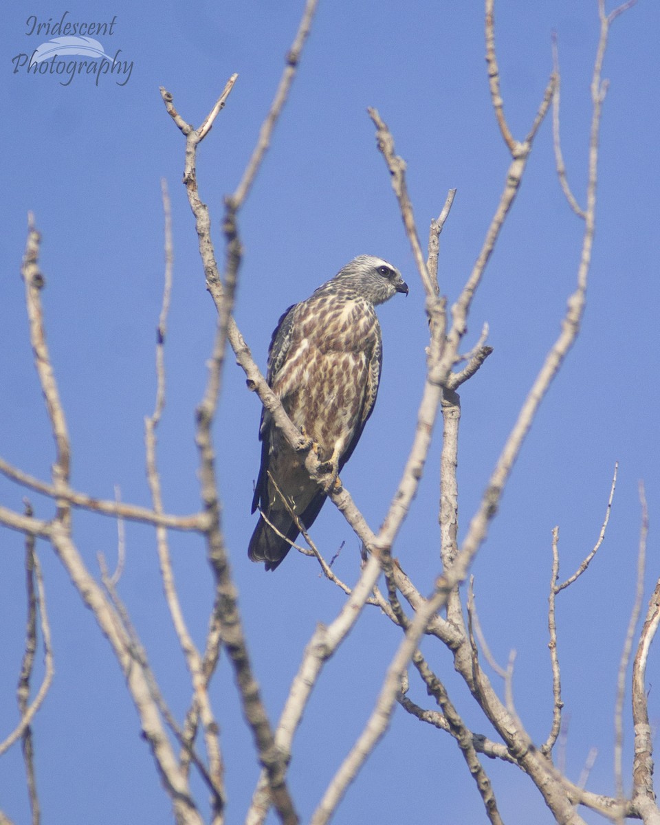 Mississippi Kite - ML646757566