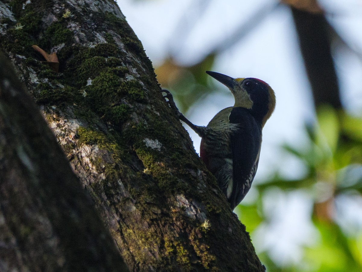 キエリミヤビゲラ - ML646757567