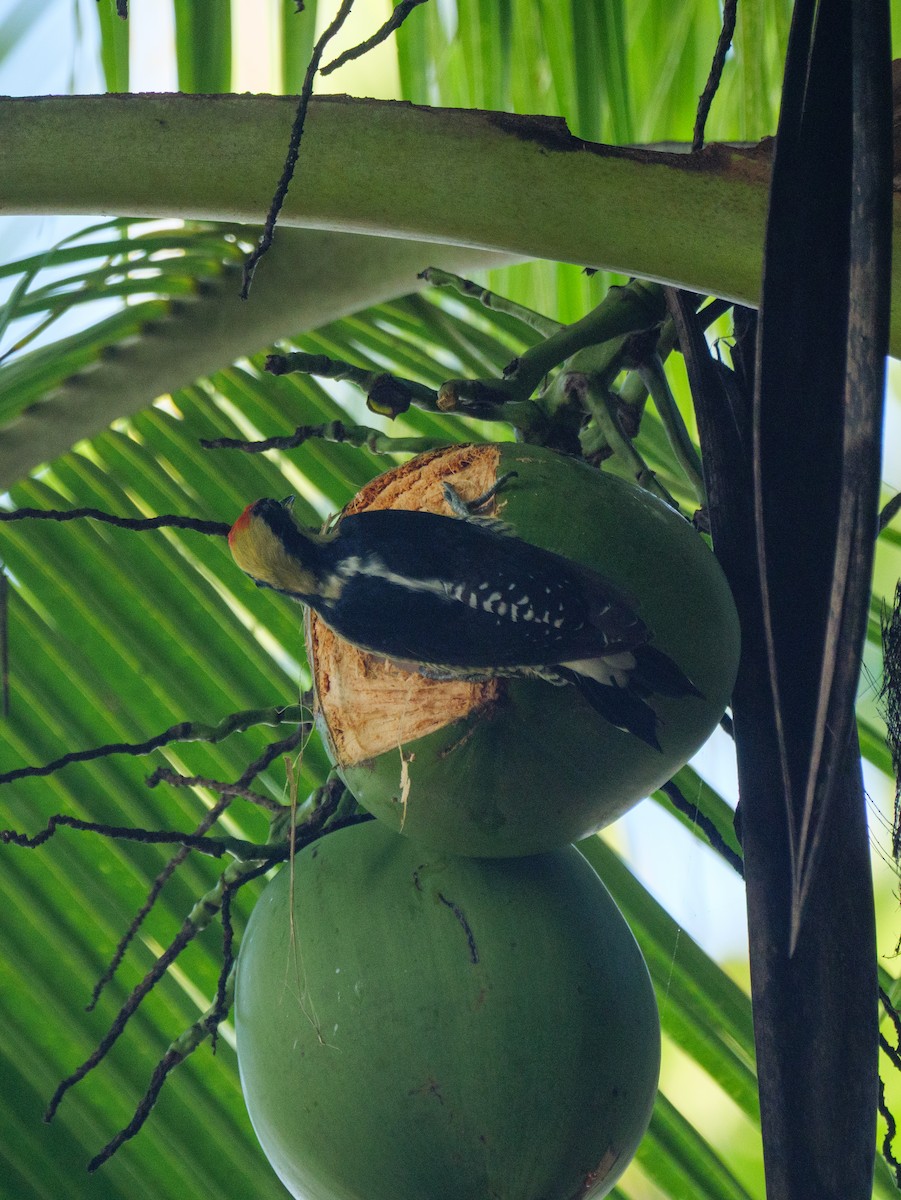 キエリミヤビゲラ - ML646757568