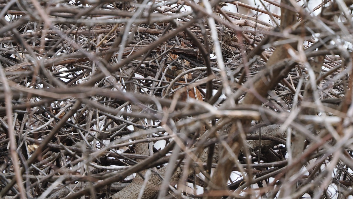 Kulaklı Orman Baykuşu - ML646757569