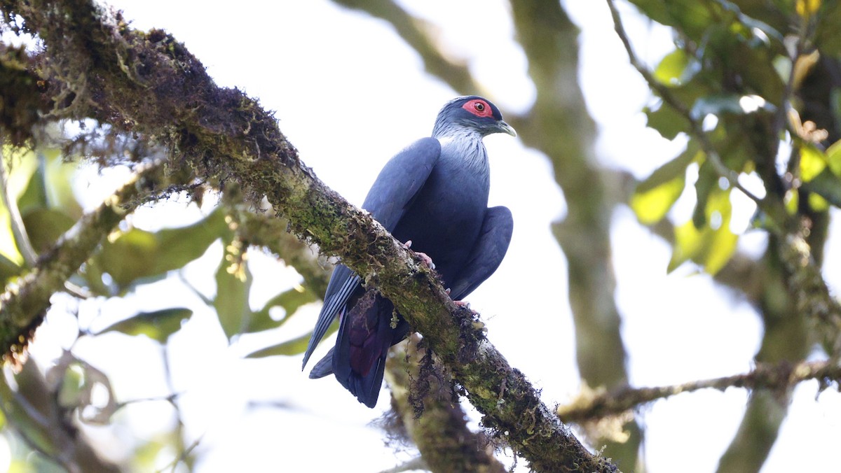 マダガスカルルリバト - ML646757571