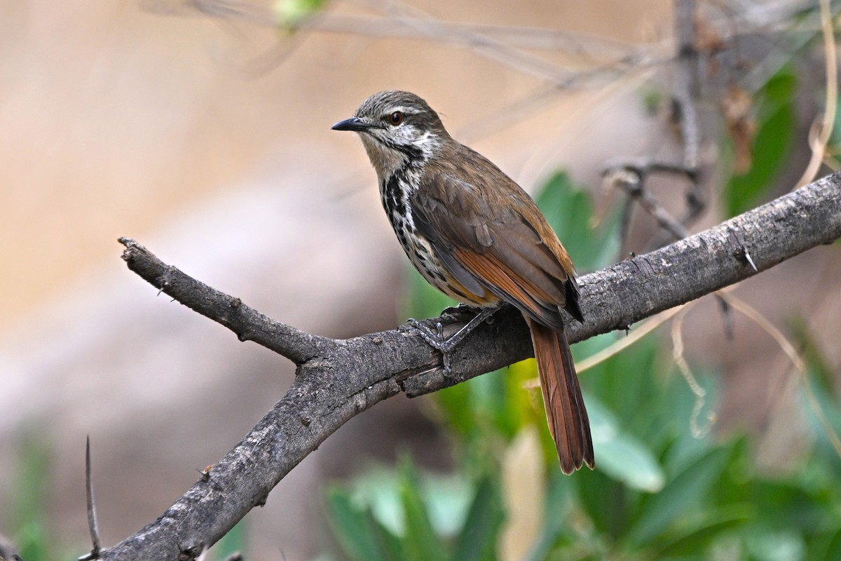 Spotted Morning-Thrush - ML646757573
