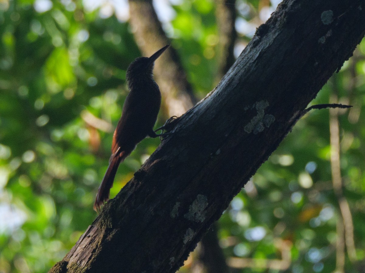 ココアオニキバシリ - ML646757574