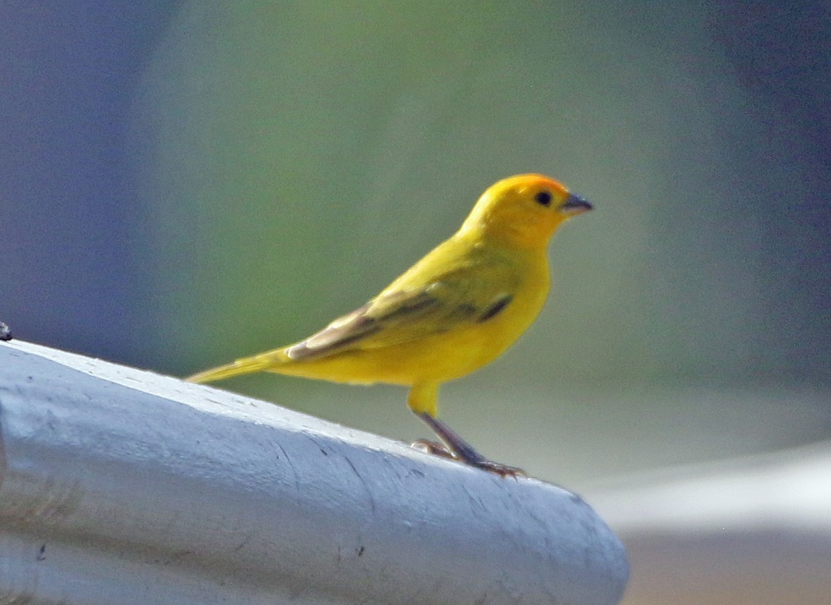 Saffron Finch - ML646757578