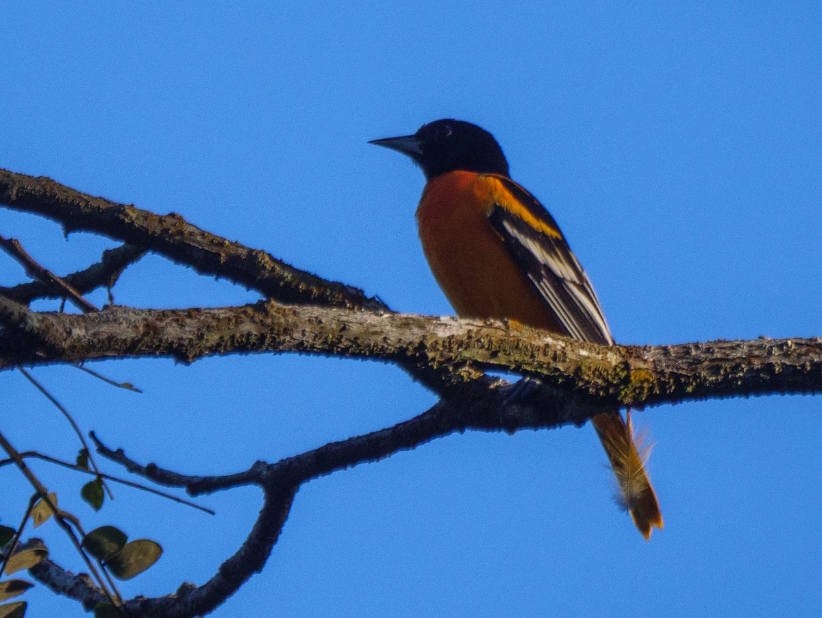 ボルチモアムクドリモドキ - ML646757579